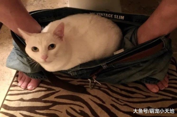 只是随手喂猫，这天开门竟全家都来了！猫妈：这个人会养我们