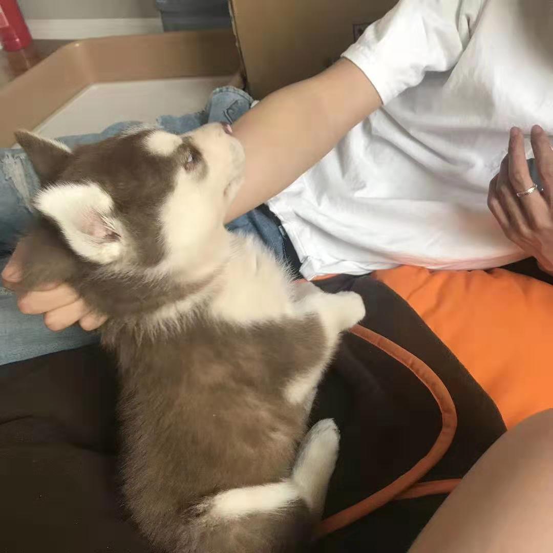 我给二哈打扫狗窝，二哈把我关进了笼子里，它还在外面笑我