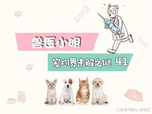 辟謠！折耳貓一定會有遺傳病嗎？不道德的繁殖才是最大的傷害