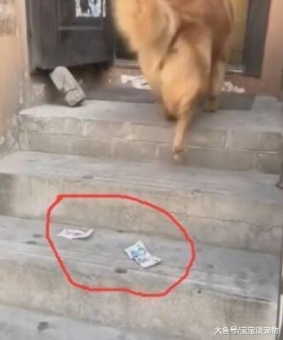 金毛刁着钱去超市买东西，结果钱掉了，金毛表情亮了