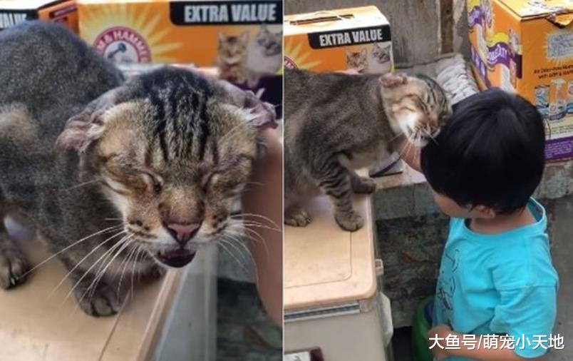 虎斑猫撒娇王笑到没眼睛狂噜头，4岁小主人脸都歪啦！