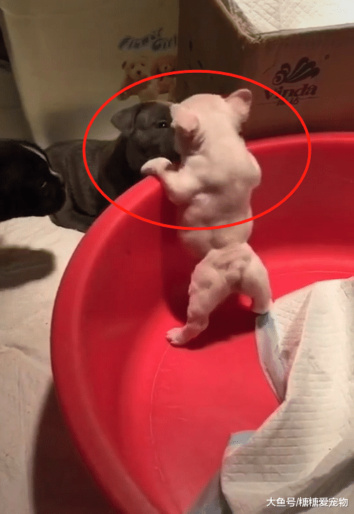 小法斗满身肌肉“爆红”，背影杀超迷人，网友：稀罕死你了