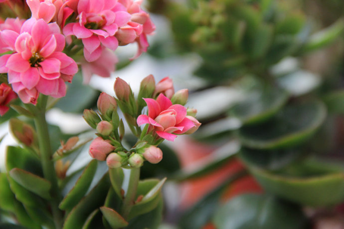 如何扦插长寿花，这里有方法来解决这些问题