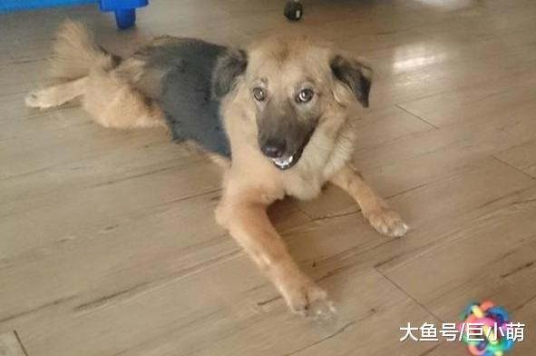 狗妈妈关笼子2年，出笼后傻傻没反应，义工帮它找回快乐