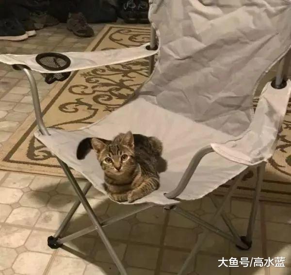 回家发现猫咪大方趴在椅子上，男子大惊：我没养猫啊