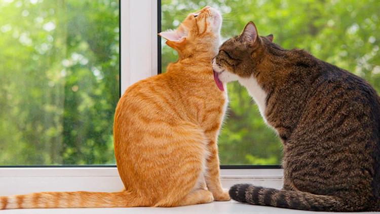 貓咪總愛去串門，可我也沒有虧待它啊！