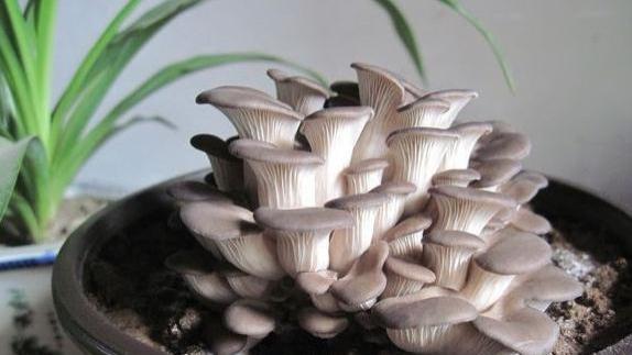 大妈在阳台“盆栽蘑菇”，3天收一次，整年不用买蘑菇了！