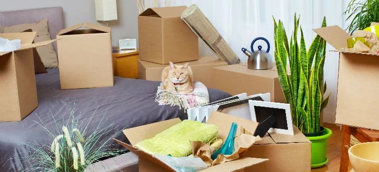 比搬家更可怕的事情：带猫搬家！