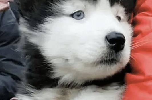 男友花200元买回只二哈, 女友眉头一皱, 发现事情并不简单