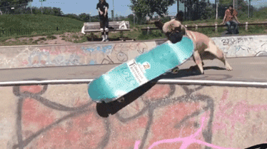 完了！我竟然被一只狗给撩到了，是恋爱的感觉了...