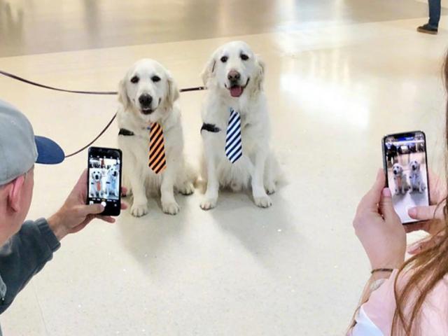 金毛服务犬为乘客解压，全年工作无休，靠努力获得来往游客认可！