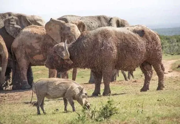 小象被水牛一脑袋顶飞, 随后象群来报仇, 水牛这次玩大发了!