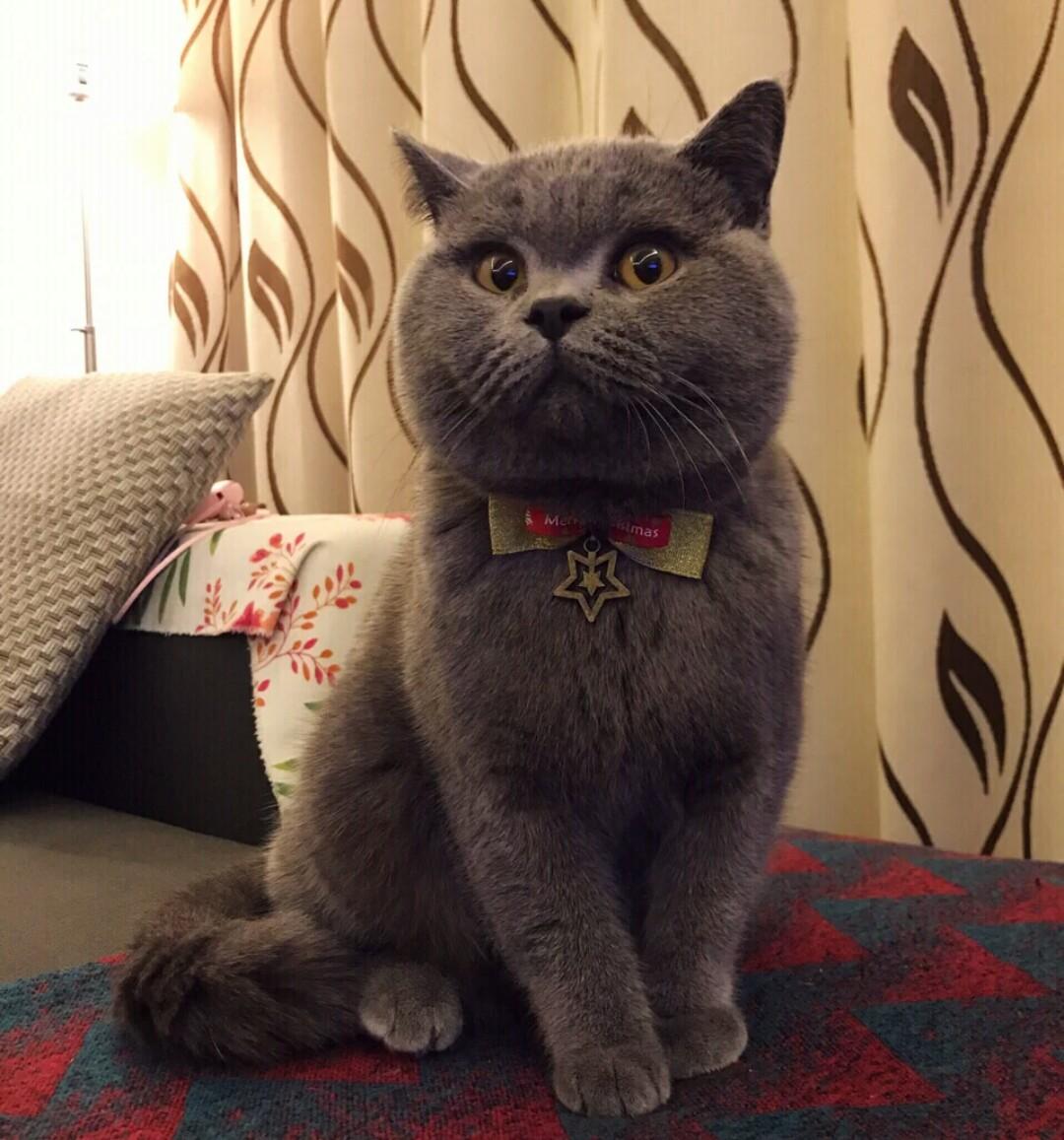 小猫咪行为怪异，铲屎官仔细观察以后，发现是该让它成家了