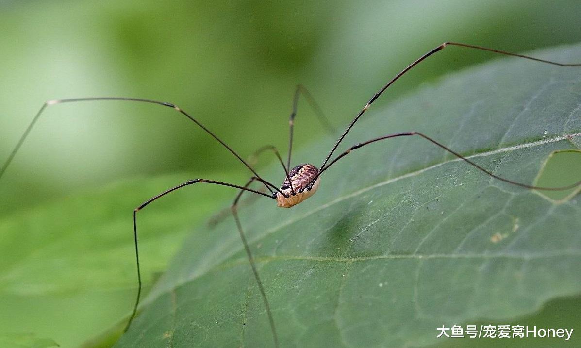 家里的蜘蛛你怎么處理，殺死是最好的辦法嗎？
