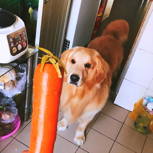 狗狗吃草受四点因素影响，主人针对食草情况需做好两点防护措施