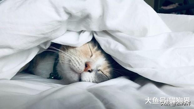 天不怕，地不怕的猫咪，也是有天敌哒~