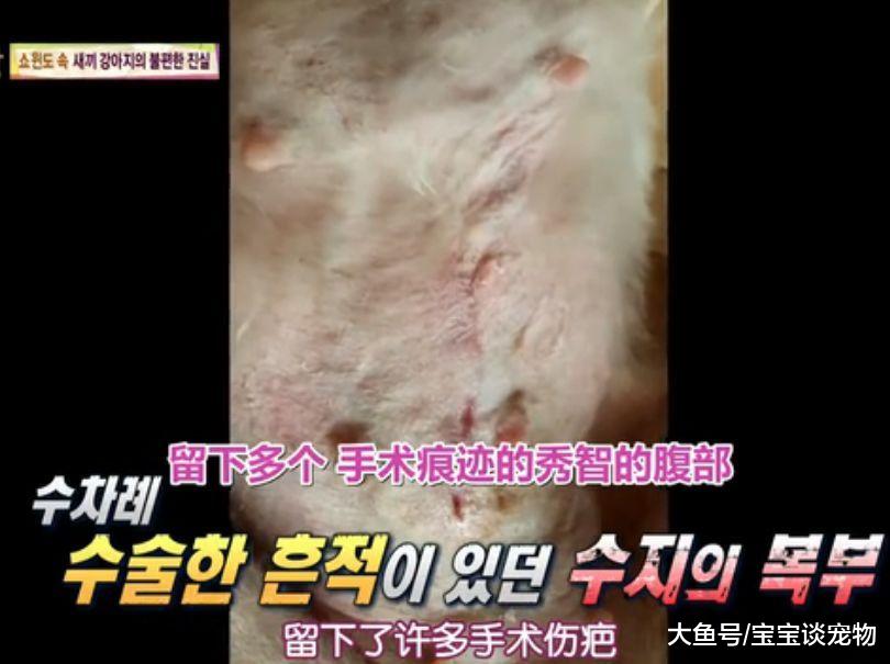 每天不停地被迫交配，注射发情药物，它们的命运何时能改变？