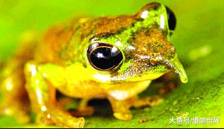 有长鼻的匹诺曹蛙，主动出现在科学家米袋上，向人类告知它们的存在