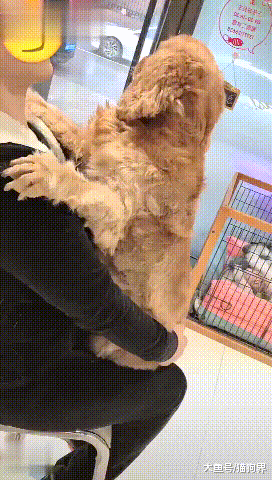 金毛去宠物医院, 非常的不安一直往铲屎官的怀里靠, 主人: 摸摸头