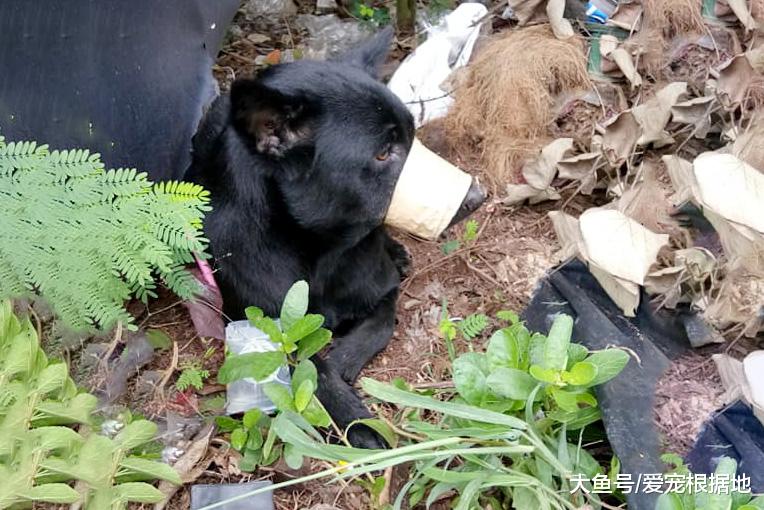丧心病狂！黑狗被遗弃垃圾堆，嘴巴被胶带封住无法进食