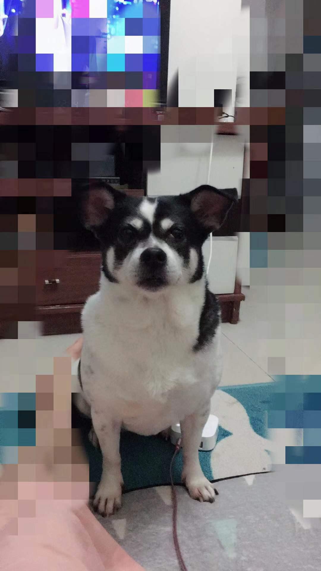 深圳市龙华区花半里清湖花园寻找黑白混种小型犬