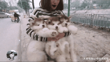 妹子抱着3只阿拉逛街，路人以为是“小熊”，萌化网友的心