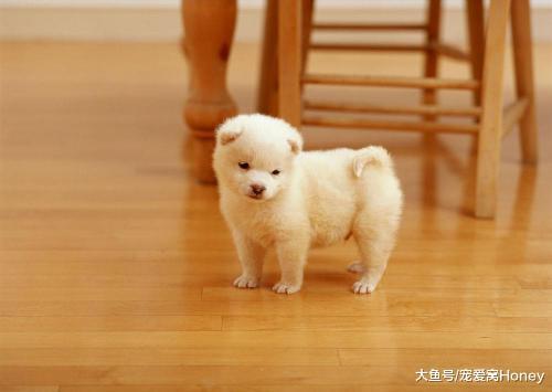 如何照顧好一只處于幼稚期的狗狗，三招教你輕松寵它！