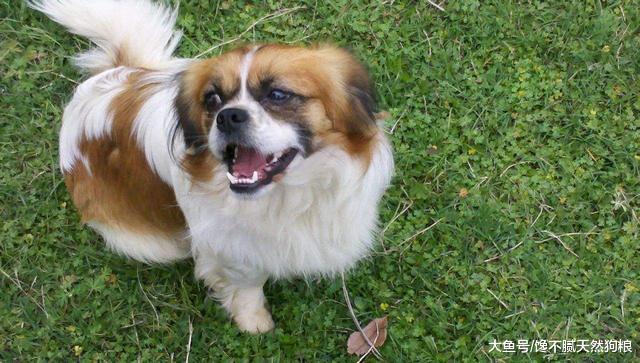 曾喜欢京巴的人很多，如今为何养的人越来越少呢？原因有4个