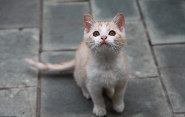 小奶猫赖上小姐姐，实力给自己找主人，不过这只猫也太萌了吧