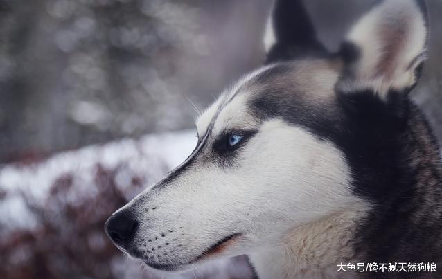 公布“最多人养”6种狗狗，各有各的好处，家庭饲养首选