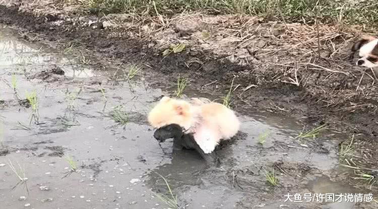 铲屎官带博美去农村玩，狗子冲进泥塘秒变“平头哥”