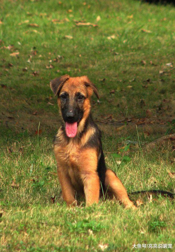 网友带德牧出来玩儿，玩了一会儿就累了，狗：歇会儿！