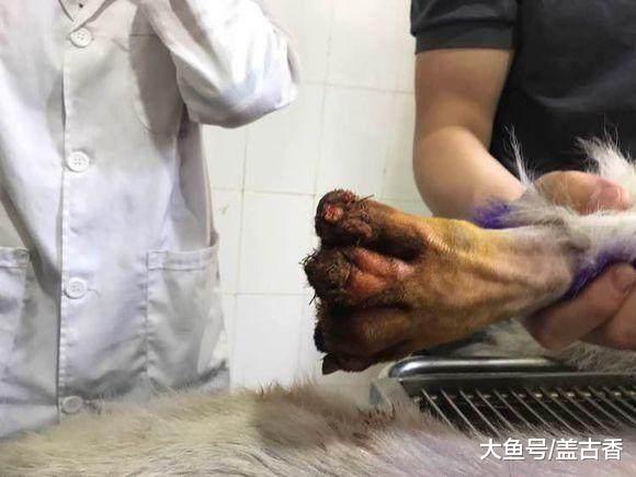 狗狗因病竟把脚掌咬掉，送至医院后，医生的话让主人落泪