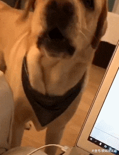 拉布拉多不会说话，却通过“卡痰”的方式告诉主人没水喝，好聪明