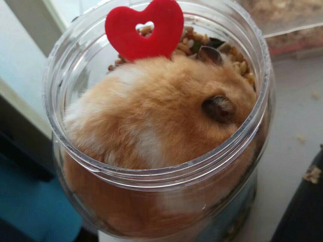 金丝熊想逃跑，出了笼子就被抓住了，作为贪吃鬼的仓鼠是跑不远的