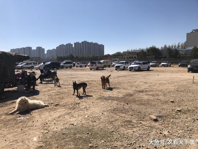 狗市: 成犬区域的哈士奇幼犬, 商贩出奇招? 引来买主询问
