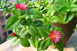 牡丹吊兰开花方法有哪些，用这三个小方法就够了