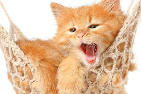 你养过猫咪么，你想要只乖巧的猫咪么，你知道猫咪打架是为了什么么！