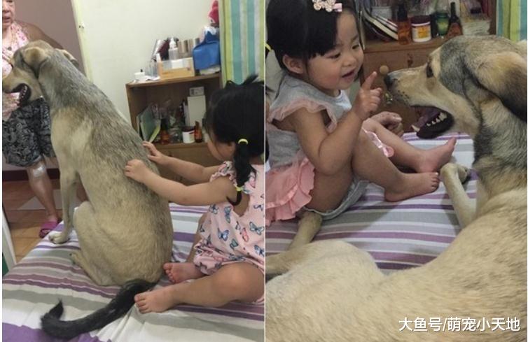 失控萌妹狂嘟：闻我的大屁股，24kg汪惊慌抓门想逃跑！