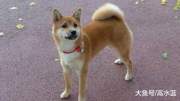 柴犬太胖被送到乡下减肥，再次见到时，怎么就成了这个样子