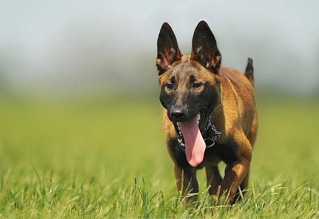 養馬犬前需具備的5個條件，你具備幾個？