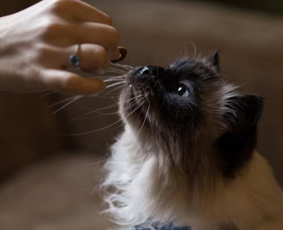 养猫会导致人精神异常？其实还是弓形虫作祟！如何预防弓形虫感染