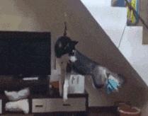 爆笑GIF图：舞蹈系女生能给你的生活带来更多的可能