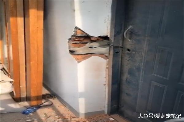 哈士奇今年两岁了，连睡觉的时候都不忘拆家，网友：二哈职业精神