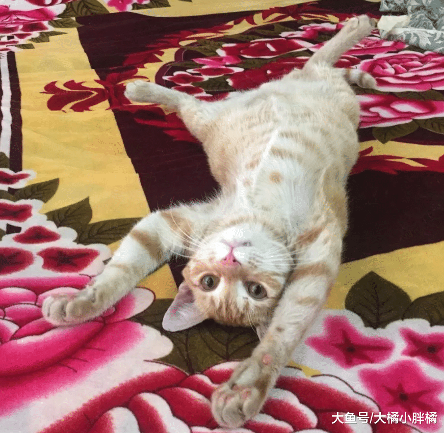 瘦弱小猫孤独地躲在车底，小伙于心不忍带回家，6个月后吃成胖橘