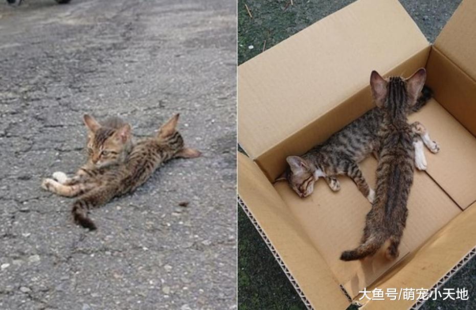 2个月小猫趴路中央守护离世伙伴到最后，他心疼收编