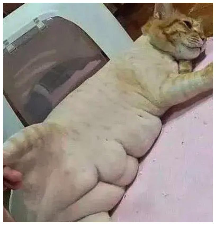 猫咪被家人公认为虚胖，它用腹肌实力打脸家人：我底子好
