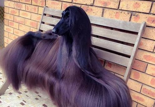 这只狗狗是世界上最漂亮的，13万人民币才允许配种一次！