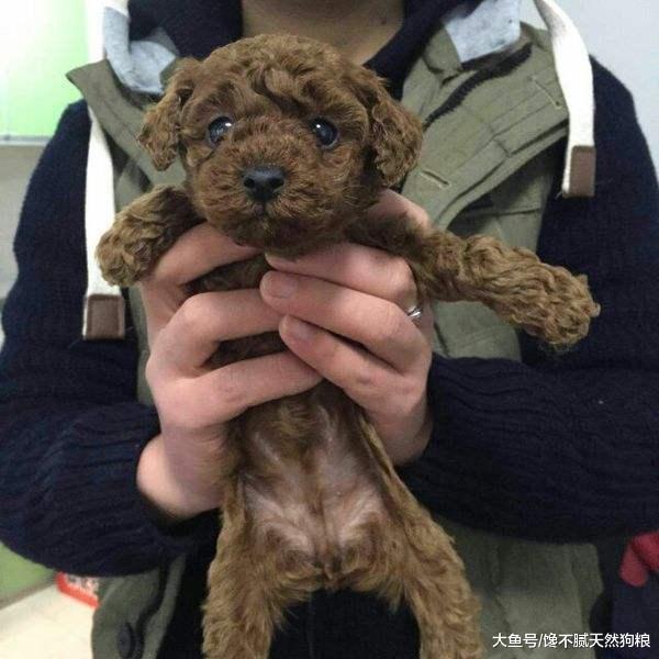 你對泰迪做5件事，被認為在挑釁，咬你一點都不奇怪！