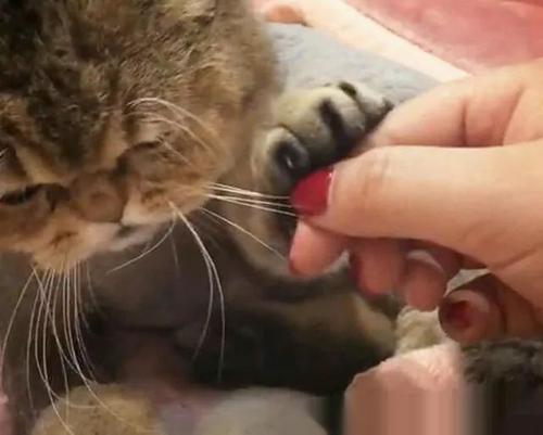 学会这些专业走心的撸猫姿势，让家中喵星人欲罢不能